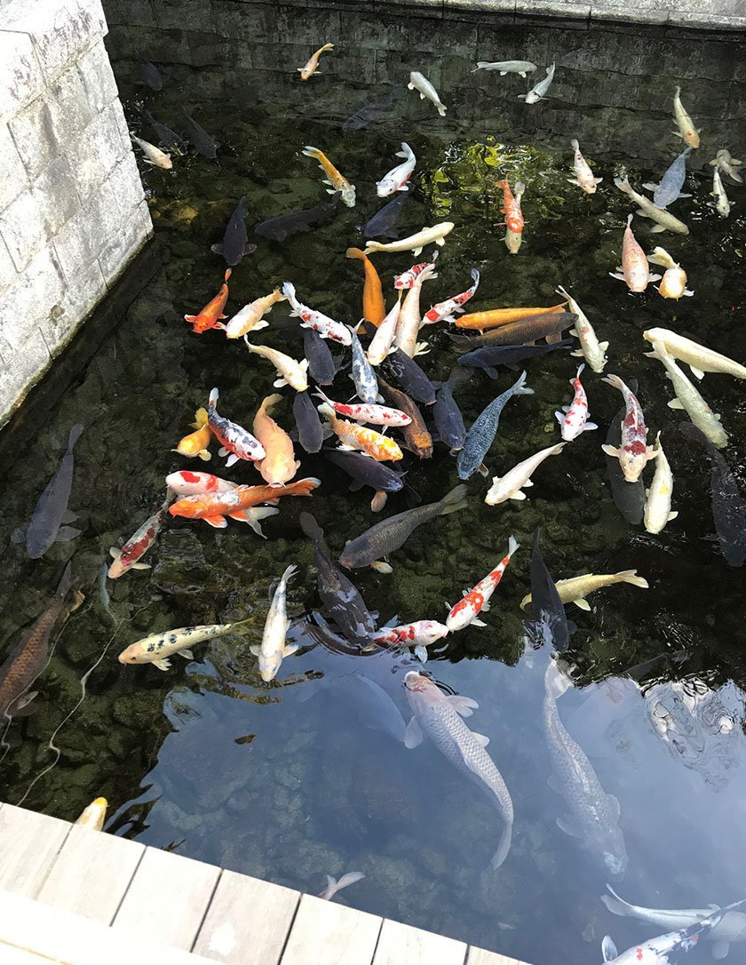 🦢 백조 정원(시라토리테이엔) 이미지 5